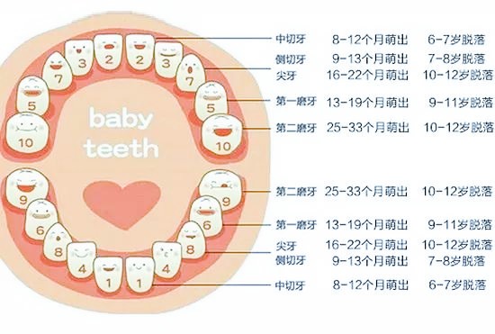 儿童换牙顺序图和对应年龄,替牙期的口腔健康妈妈要重视!